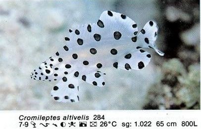 Cromileptes altivelis